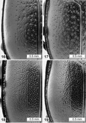 Figures 16–19. Left elytron in dorsal view: 16 Ablattaria arenaria (female, Iraq: Khanaqin) 17 Ablattaria cribrata (male, Russia: Dagestan) 18 Ablattaria laevigata (female, Austria: Bisamberg) 19 Ablattaria subtriangula (male, Spain: Soto).