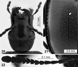 Figures 20–22. Morphological details in dorsal view: 20 Ablattaria subtriangula, elongated head (female, Spain: Cameros) 21 Ablattaria laevigata, variable left elytron with traces of two lines (male, Greece: Alistrati) 22 Ablattaria laevigata, right antenna (female, Hungary: Budapest).