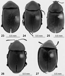 Figures 23–27. 23–26 Lectotypes of Ablattaria spp. in dorsal view: 23 Phosphuga arenaria Kraatz 24 Ablattaria arenaria var. punctigera Reitter 25 Silpha cribrata Ménétries 26 Ablattaria gibba var. punctata Portevin 27 Ablattaria subtriangula Reitter, paralectotype.