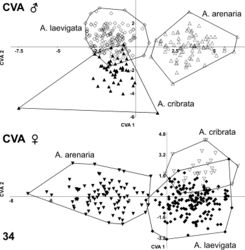 Figure 34. Canonical variate analysis (CVA) of male (above) and female (below) body shape changes in Ablattaria.