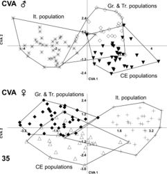 Figure 35. Canonical variate analysis (CVA) of male (above) and female (below) body shape changes in selected populations of Ablattaria laevigata; Gr. & Tr. (Greece & Turkey), It. (Italy), CE (Central Europe).