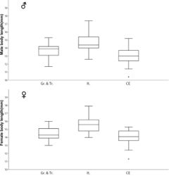 Figure 36. Boxplots of male (above) and female (below) body length in selected populations of Ablattaria laevigata; Gr. & Tr. (Greece & Turkey), It. (Italy), CE (Central Europe).