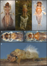 Figure 4. Asthenopodinae nymphs: A Hubbardipes crenulatus B Asthenopodes chumuco C Asthenopus magnus D Asthenopus angelae E Asthenopus curtus F Asthenopodes chumuco.