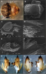 Figure 9. Asthenopodes nymph. Asthenopodes chumuco: A head, dorsal view B head and pronotum, d.v. C–D right mandible and detail of apex, v.v. (arrow = subdistal tubercle) E–F left mandible and detail of apex, v.v. G mandibles, d.v. (b = dorsal tubercle) H same, v.v. A, G, H stereomicroscope photographs B–F SEM.