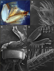 Figure 10. Asthenopodes nymph. Asthenopodes chumuco: A foreleg, v.v. B detail of foretarsal claw C middle leg, d.v. D hind leg, d.v. with detail of femoral apex E abdominal sterna IX–X (arrow indicate absence of spine on paraproct) F detail of cercus. All figs from SEM except A from stereomicroscope.