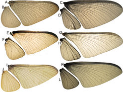 Figure 11. Asthenopodes wings, steromicroscope photographs. Males to the left, females to the right: A–D Asthenopus picteti E–H Asthenopodes traverae I–L Asthenopodes chumuco. Not to scale.