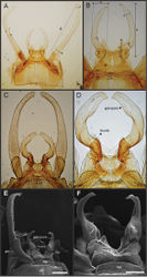 Figure 12. Asthenopodes, male genitalia: general view to the left, detail of penes to the right. A–B Asthenopus picteti C–D Asthenopodes traverae E–F Asthenopodes chumuco. Scale bar = 200 µ in E 100 µ in F. Abbreviations: mp = median plate of stryliger; pe = pedestal; s9 = ninth sternum; see Appendix 2 for explanation of measures (letters a to g, and z).