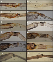 Figure 20. Foreleg of male imago, detail of articulation between tibia and tarsus: A Asthenopodes picteti B Asthenopodes chumuco C Asthenopodes traverae D Hubbardipes crenulatus E Priasthenopus gilliesi F Asthenopus angelae G Asthenopus curtus H Asthenopus guarani I Asthenopus hubbardi J Asthenopus magnus; K Povilla adusta L Ephoron sp. Abbreviations: Ti = tibia; Ta1 = tarsal segment 1; Ta2 = tarsal segment 2.