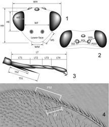 Figures 1–4. Euplectrus terminology, schematic illustrations: 1 head in frontal view 2 vertex 3 apex of hind leg with tibial spurs and tarsus 4 part of left fore wing. For explanation of abbreviations see text under “Abbreviations”.