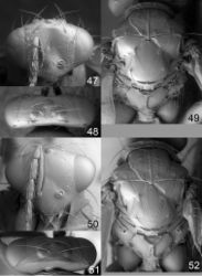 Figures 47–52. Euplectrus spp., females. 47–49 Euplectrus alejandrovalerioi (DHJPAR0053946): 47 head in frontal view 48 vertex 49 mesosoma in dorsal view 50–52 Euplectrus alexsmithi (DHJPAR0028872): 50 head in frontal view 51 vertex 52 mesosoma in dorsal view.