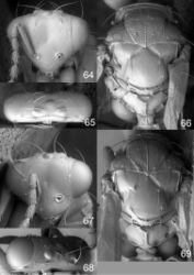 Figures 64–69. Euplectrus spp., females. 64–66 Euplectrus alvarowillei (DHJPAR0028881): 64 head in frontal view 65 vertex 66 mesosoma in dorsal view 67–69 Euplectrus bobwhartoni (DHJPAR0028861): 67 head in frontal view 68 vertex 69 mesosoma in dorsal view.
