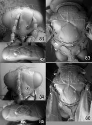 Figures 81–86. Euplectrus spp., females. 81–83 Euplectrus andybennetti (94-SRNP-5588, no barcode): 81 head in frontal view 82 vertex 83 mesosoma in dorsal view 84–86 Euplectrus charlesporteri (97-SRNP-9717, no barcode): 84 head in frontal view 85 vertex 86 mesosoma in dorsal view.