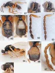 Figures 87–97. Euplectrus spp. 87–93 Euplectrus andydeansi (DHJPAR0046907): 87 habitus in lateral view, female 88 head in frontal view, female 89 head in frontal view, male 90 gaster in dorsal view, female 91 gaster in dorsal view, male 92 antenna in lateral view, female 93 antenna in lateral view, male 94–97 Euplectrus chrisgrinteri (95-SRNP-3415, no barcode), female: 94 habitus in lateral view 95 head in frontal view 96 gaster in dorsal view 97 antenna in lateral view.