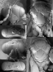 Figures 98–103. Euplectrus spp., females. 98–100 Euplectrus andydeansi (DHJPAR0046907): 98 head in frontal view 99 vertex 100 mesosoma in dorsal view 101–103 Euplectrus chrisgrinteri (95-SRNP-3415, no barcode): 101 head in frontal view 102 vertex 103 mesosoma in dorsal view.