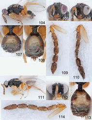 Figures 104–114. Euplectrus spp. 104–110 Euplectrus annettewalkerae (DHJPAR0046917): 104 habitus in lateral view, female 105 head in frontal view, female 106 head in frontal view, male 107 gaster in dorsal view, female 108 gaster in dorsal view, male 109 antenna in lateral view, female 110 antenna in lateral view, male; 111–114 Euplectrus daveroubiki (DHJPAR0023280), female: 111 habitus in lateral view 112 head in frontal view 113 gaster in dorsal view 114 antenna in lateral view.