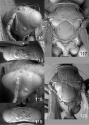 Figures 115–120. Euplectrus spp., females. 115–117 Euplectrus annettewalkerae (DHJPAR0046917): 115 head in frontal view 116 vertex 117 mesosoma in dorsal view; 118–120 Euplectrus daveroubiki (DHJPAR0023280): 118 head in frontal view 119 vertex 120 mesosoma in dorsal view.