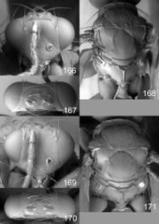 Figures 166–171. Euplectrus spp., females. 166–168 Euplectrus carlrettenmeyeri (DHJPAR0046912): 166 head in frontal view 167 vertex 168 mesosoma in dorsal view; 169–171 Euplectrus garygibsoni (DHJPAR0042124): 169 head in frontal view 170 vertex 171 mesosoma in dorsal view.