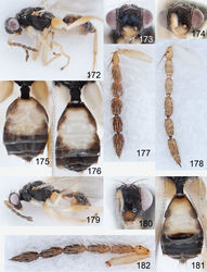 Figures 172–182. Euplectrus spp. 172–178 Euplectrus charlesmicheneri (DHJPAR0031152): 172 habitus in lateral view, female 173 head in frontal view, female 174 head in frontal view, male 175 gaster in dorsal view, female 176 gaster in dorsal view, male 177 antenna in lateral view, female 178 antenna in lateral view, male; 179–182 Euplectrus gavinbroadi (DHJPAR0045450), female: 179 habitus in lateral view 180 head in frontal view 181 gaster in dorsal view 182 antenna in lateral view.