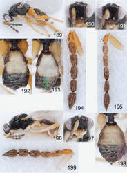 Figures 189–199. Euplectrus spp. 189–195 Euplectrus chrisdarlingi (DHJPAR0028698): 189 habitus in lateral view, female 190 head in frontal view, female 191 head in frontal view, male 192 gaster in dorsal view, female 193 gaster in dorsal view, male 194 antenna in lateral view, female 195 antenna in lateral view, male; 196–199 Euplectrus gerarddelvarei (DHJPAR0042126), female: 196 habitus in lateral view 197 head in frontal view 198 gaster in dorsal view 199 antenna in lateral view.