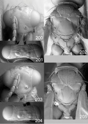 Figures 200–205. Euplectrus spp., females. 200–202 Euplectrus chrisdarlingi (DHJPAR0028698): 200 head in frontal view 201 vertex 202 mesosoma in dorsal view; 203–205 Euplectrus gerarddelvarei (DHJPAR0042126): 203 head in frontal view 204 vertex 205 mesosoma in dorsal view.