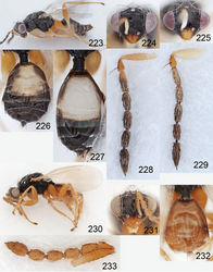 Figures 223–233. Euplectrus spp. 223–229 Euplectrus davidwahli (DHJPAR0042122): 223 habitus in lateral view, female 224 head in frontal view, female 225 head in frontal view, male 226 gaster in dorsal view, female 227 gaster in dorsal view, male 228 antenna in lateral view, female 229 antenna in lateral view, male; 230–233 Euplectrus jesusugaldei (97-SRNP-9370, no barcode), female: 230 habitus in lateral view 231 head in frontal view 232 gaster in dorsal view 233 antenna in lateral view.