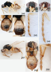 Figures 240–250. Euplectrus spp. 240–246 Euplectrus donquickei (DHJPAR0028814): 240 habitus in lateral view, female 241 head in frontal view, female 242 head in frontal view, male 243 gaster in dorsal view, female 244 gaster in dorsal view, male 245 antenna in lateral view, female 246 antenna in lateral view, male; 247–250 Euplectrus jjrodriguezae (94-SRNP-7129, no barcode), female: 247 habitus in lateral view 248 head in frontal view 249 gaster in dorsal view 250 antenna in lateral view.