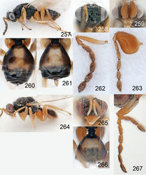 Figures 257–267. Euplectrus spp. 257–263 Euplectrus eowilsoni (DHJPAR0028932): 257 habitus in lateral view, female 258 head in frontal view, female 259 head in frontal view, male 260 gaster in dorsal view, female 261 gaster in dorsal view, male 262 antenna in lateral view, female 263 antenna in lateral view, male 264–267 Euplectrus markshawi (DHJPAR0028896), female: 264 habitus in lateral view 265 head in frontal view 266 gaster in dorsal view 267 antenna in lateral view.