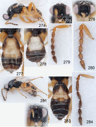 Figures 274–284. Euplectrus spp. 274–280 Euplectrus henrytownesi (DHJPAR0028805): 274 habitus in lateral view, female 275 head in frontal view, female 276 head in frontal view, male 277 gaster in dorsal view, female 278 gaster in dorsal view, male 279 antenna in lateral view, female 280 antenna in lateral view, male; 281–284 Euplectrus ninazitaniae (DHJPAR0028735), female: 281 habitus in lateral view 282 head in frontal view 283 gaster in dorsal view 284 antenna in lateral view.