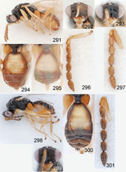 Figures 291–301. Euplectrus spp. 291–297 Euplectrus hugokonsi (90-SRNP-2035, no barcode): 291 habitus in lateral view, female 292 head in frontal view, female 293 head in frontal view, male 294 gaster in dorsal view, female 295 gaster in dorsal view, male 296 antenna in lateral view, female 297 antenna in lateral view, male; 298–301 Euplectrus pammitchellae (DHJPAR0038580), female: 298 habitus in lateral view 299 head in frontal view 300 gaster in dorsal view 301 antenna in lateral view.