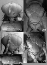 Figures 302–307. Euplectrus spp., females. 302–304 Euplectrus hugokonsi (90-SRNP-2035, no barcode): 302 head in frontal view 303 vertex 304 mesosoma in dorsal view; 305–307 Euplectrus pammitchellae (DHJPAR0038580): 305 head in frontal view 306 vertex 307 mesosoma in dorsal view.