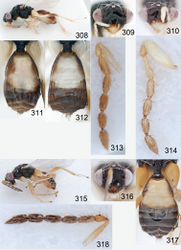 Figures 308–318. Euplectrus spp. 308–314 Euplectrus iangauldi (DHJPAR0028769): 308 habitus in lateral view, female 309 head in frontal view, female 310 head in frontal view, male 311 gaster in dorsal view, female 312 gaster in dorsal view, male 313 antenna in lateral view, female 314 antenna in lateral view, male 315–318 Euplectrus ronaldzunigai (DHJPAR0028824), female: 315 habitus in lateral view 316 head in frontal view 317 gaster in dorsal view 318 antenna in lateral view.