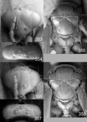 Figures 353–358. Euplectrus spp., females. 353–355 Euplectrus jimwhitfieldi (DHJPAR0042135): 353 head in frontal view 354 vertex 355 mesosoma in dorsal view; 356–358 Euplectrus wonyoungchoi (DHJPAR0048229): 356 head in frontal view 357 vertex 358 mesosoma in dorsal view.