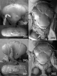 Figures 387–392. Euplectrus spp., females. 387–389 Euplectrus johnlasallei (DHJPAR0028927): 387 head in frontal view 388 vertex 389 mesosoma in dorsal view; 390–392 Euplectrus hansoni (non-type, no codes): 390 head in frontal view 391 vertex 392 mesosoma in dorsal view.