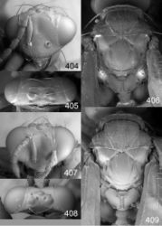 Figures 404–409. Euplectrus spp., females. 404–406 Euplectrus johnnoyesi (DHJPAR0028699): 404 head in frontal view 405 vertex 406 mesosoma in dorsal view; 407–409 Euplectrus ireneae (95-SRNP-6049, no barcode): 407 head in frontal view 408 vertex 409 mesosoma in dorsal view.