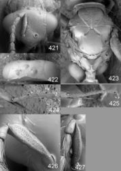 Figures 421–427. Euplectrus spp. 421–423 Euplectrus josefernandezi (DHJPAR0028908): 421 head in frontal view 422 vertex 423 mesosoma in dorsal view; 424–425 hind tarsus in lateral view, females 424 Euplectrus garygibsoni (DHJPAR0042124) 425 Euplectrus eowilsoni (DHJPAR0028932) 426-427 scape in ventral view, males 426 Euplectrus ivonae 427 Euplectrus andybennetti.