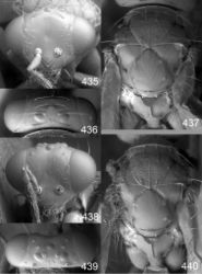 Figures 435–440. Euplectrus spp., females 435–437. Euplectrus lubomirmasneri (DHJPAR0028760): 435 head in frontal view 436 vertex 437 mesosoma in dorsal view 438–440 Euplectrus mikegatesi (DHJPAR0031184): 438 head in frontal view 439 vertex 440 mesosoma in dorsal view.