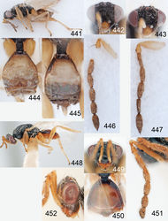 Figures 441–452. Euplectrus spp. 441–447 Euplectrus mikegatesi (DHJPAR0031184): 441 habitus in lateral view, female 442 head in frontal view, female 443 head in frontal view, male 444 gaster in dorsal view, female 445 gaster in dorsal view, male 446 antenna in lateral view, female 447 antenna in lateral view, male 448–452 Euplectrus pachyscaphus (lectotype), female: 448 habitus in lateral view 449 head in frontal view 450 gaster in dorsal view 451 antenna in lateral view 452 head in lateral view.