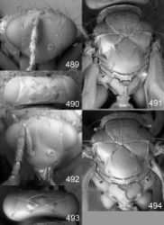 Figures 489–494. Euplectrus spp., females. 489–491 Euplectrus paulhansoni (DHJPAR0028775): 489 head in frontal view 490 vertex 491 mesosoma in dorsal view; 492–494 Euplectrus platyhypenae (non-types): 492 head in frontal view 493 vertex 494 mesosoma in dorsal view.