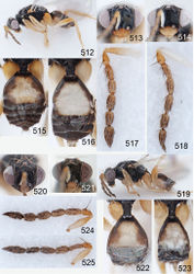 Figures 512–525. Euplectrus spp. 512–518 Euplectrus paulhurdi (DHJPAR0028878): 512 habitus in lateral view, female 513 head in frontal view, female 514 head in frontal view, male 515 gaster in dorsal view, female 516 gaster in dorsal view, male 517 antenna in lateral view, female 518 antenna in lateral view, male; 519–525 Euplectrus philwardi (DHJPAR0028876): 519 habitus in lateral view, female 520 head in frontal view, female 521 head in frontal view, male 522 gaster in dorsal view, female 523 gaster in dorsal view, male 524 antenna in lateral view, female 525 antenna in lateral view, male.