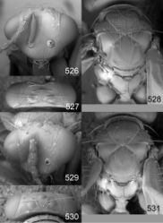 Figures 526–531. Euplectrus spp., females. 526–528 Euplectrus paulhurdi (DHJPAR0028878): 526 head in frontal view 527 vertex 528 mesosoma in dorsal view; 529–531 Euplectrus philwardi (DHJPAR0028876): 529 head in frontal view 530 vertex 531 mesosoma in dorsal view.