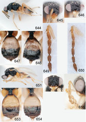 Figures 644–655. Euplectrus spp. 644–650 Euplectrus testaceipes (non-types): 644 habitus in lateral view, female 645 head in frontal view, female 646 head in frontal view, male 647 gaster in dorsal view, female 648 gaster in dorsal view, male 649 antenna in lateral view, female 650 antenna in lateral view, male; 651–655 Euplectrus ronniei: 651 habitus in lateral view, female (paratype) 652 head in frontal view, female (non-type) 653 gaster in dorsal view, female (non-type) 654 gaster in dorsal view, male (non-type) 655 antenna in lateral view, female (paratype).