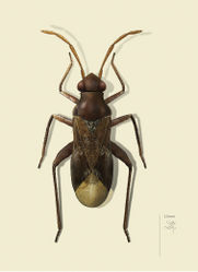 Figure 1. Renodaeus mimeticus, adult male.