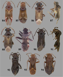 Figures 84–94. Pilophoropsis, Pilophoropsita, Renodaeus, and Marinonicoris spp., dorsal aspects, except as noted 84–85: 84 Pilophoropsis texana, ♂ 85 Pilophoropsis texana, 86–88: 86 Pilophoropsita schaffneri, ♂ 87 Pilophoropsidea schaffneri, ♂ (lateral aspect) 88 Pilophoropsidea schaffneri, ♀ 89–92: Renodaeus spp. 89 Renodaeus ficarius ♀ 90 Renodaeus mimeticus, ♂ 91 Renodaeus mimeticus, ♂ (lateral aspect) 92 Renodaeus mimeticus 93–94: 93 Marinonicoris myrmecoides, ♂ 94 Marinonicoris myrmecoides, ♀.