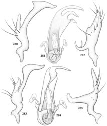 Figures 280–285. Male genitalia of Marinonicoris and Pilophoropsita spp. 280–282: Marinonicoris myrmecoides 280 left paramere, caudal aspect 281 phallotheca and endosoma 282 right paramere, caudal aspect 283–285: Pilophoropsidea schaffneri 283 left paramere, caudal aspect 284 endosoma and phallotheca 285 right paramere, caudal aspect.