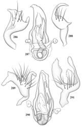 Figures 286–291. Male genitalia of Renodaeus spp. 286–288: Renodaeus gibbicollis (redrawn after Carvalho and Becker 1959[8]) 286 left paramere, caudal aspect 287 phallotheca and endosoma 288 right paramere, caudal aspect 289–291: Renodaeus mimeticus 289 left paramere, caudal aspect 290 endosoma and phallotheca 291 right paramere, caudal aspect.