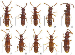 Figure 1. Habiti, dorsal view: A Pseudoexeirarthra spinifer (Broun) B Pseudoexeirarthra colorata (Broun) C Pseudoexeirarthra puncticollis (Broun) D Pseudoexeirarthra sungmini sp. n. E Pseudoexeirarthra kwangguki sp. n. F Pseudoexeirarthra youngboki sp. n. G Pseudoexeirarthra seiwoongi sp. n. H Pseudoexeirarthra parkeri sp. n. I Pseudoexeirarthra hlavaci sp. n. J Pseudoexeirarthra nomurai sp. n. Scale bars = 1 mm.