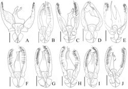 Figure 3. Aedeagi, dorsal view: A Pseudoexeirarthra spinifer (Broun) B Pseudoexeirarthra colorata (Broun) C Pseudoexeirarthra puncticollis (Broun) D Pseudoexeirarthra sungmini sp. n. E Pseudoexeirarthra kwangguki sp. n. F Pseudoexeirarthra youngboki sp. n. G Pseudoexeirarthra seiwoongi sp. n. H Pseudoexeirarthra parkeri sp. n. I Pseudoexeirarthra hlavaci sp. n. J Pseudoexeirarthra nomurai sp. n. Scale bars = 0.1 mm.