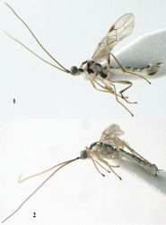 Figures 1–2. Canalirogas vuquangensis sp. n. (1 holotype, female) and Canalirogas curvinervis sp. n. (2 paratype, female), habitus lateral.