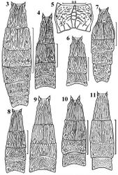 Figures 3–11. Canalirogas spp.: basal metasomal segments dorsal, but 5 propodeum dorsal. 3 Canalirogas curvinervis sp. n. 4, 5 Canalirogas parallelus sp. n. 6 Canalirogas hoabinhicus sp. n. 7 Canalirogas vittatus sp. n. 8 Canalirogas intermedius sp. n. 9 Canalirogas affinis sp. n. 10 Canalirogas eurycerus 11 Canalirogas cucphuongensis sp. n.