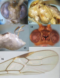 Figures 12–16. Canalirogas affinis sp. n., female, holotype. 12 head anterior 13 mesosoma lateral 14 head dorsal 15 hypopygium lateral 16 apical part of fore wing.